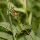 Ein Weibchen der Gemeinen Binsenjungfer (Lestes sponsa)