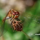 Ein Weibchen der Gemeinen Heidelibelle - Sympetrum vulgatum