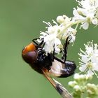 Ein Weibchen der Gemeinen Waldschwebfliege von unten