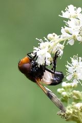 Ein Weibchen der Gemeinen Waldschwebfliege von unten