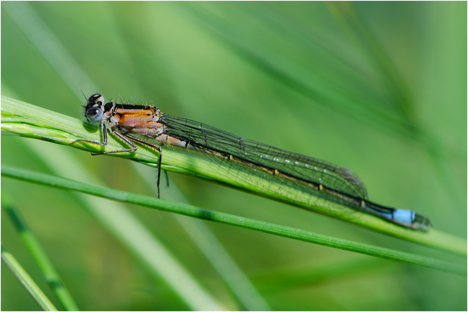 Ein Weibchen der Großen Pechlibelle (Ischnura elegans) vom . . .