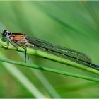 Ein Weibchen der Großen Pechlibelle (Ischnura elegans) vom . . .