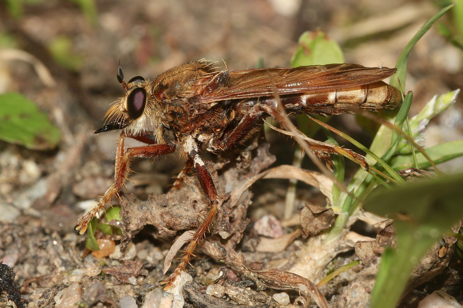 Ein Weibchen der HORNISSEN-RAUBFLIEGE (ASILUS CRABRONIFORMIS)