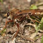 Ein Weibchen der HORNISSEN-RAUBFLIEGE (ASILUS CRABRONIFORMIS)