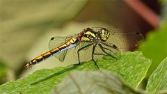 Ein Weibchen der Schwarzen Heidelibelle (Sympetrum danae), . . .