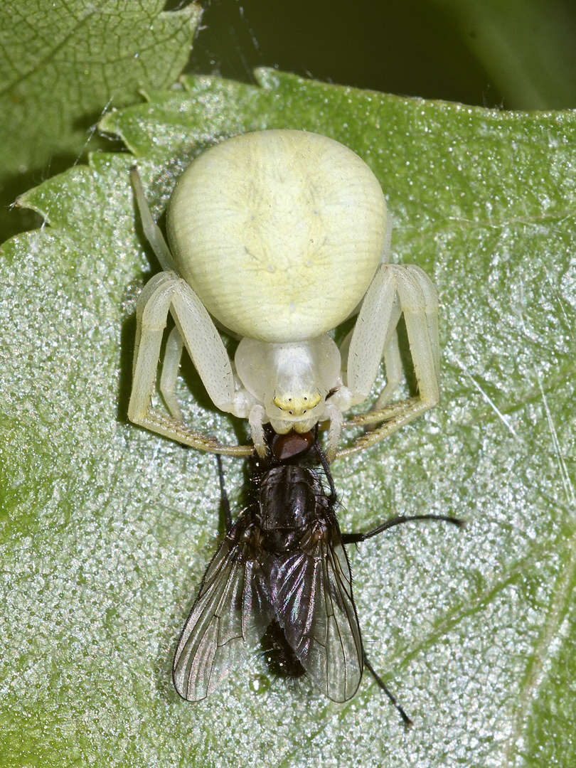 Ein Weibchen der Veränderlichen Krabbenspinne (Misumena vatia) mit einer erbeuteten Fliege