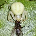 Ein Weibchen der Veränderlichen Krabbenspinne (Misumena vatia) mit einer erbeuteten Fliege