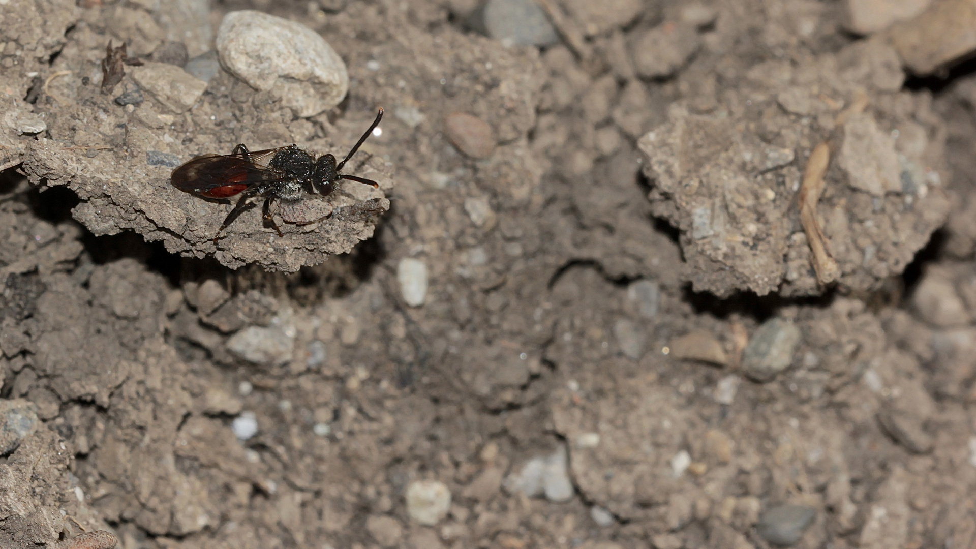 Ein Weibchen der Wespenbiene Nomada fabriciana ...