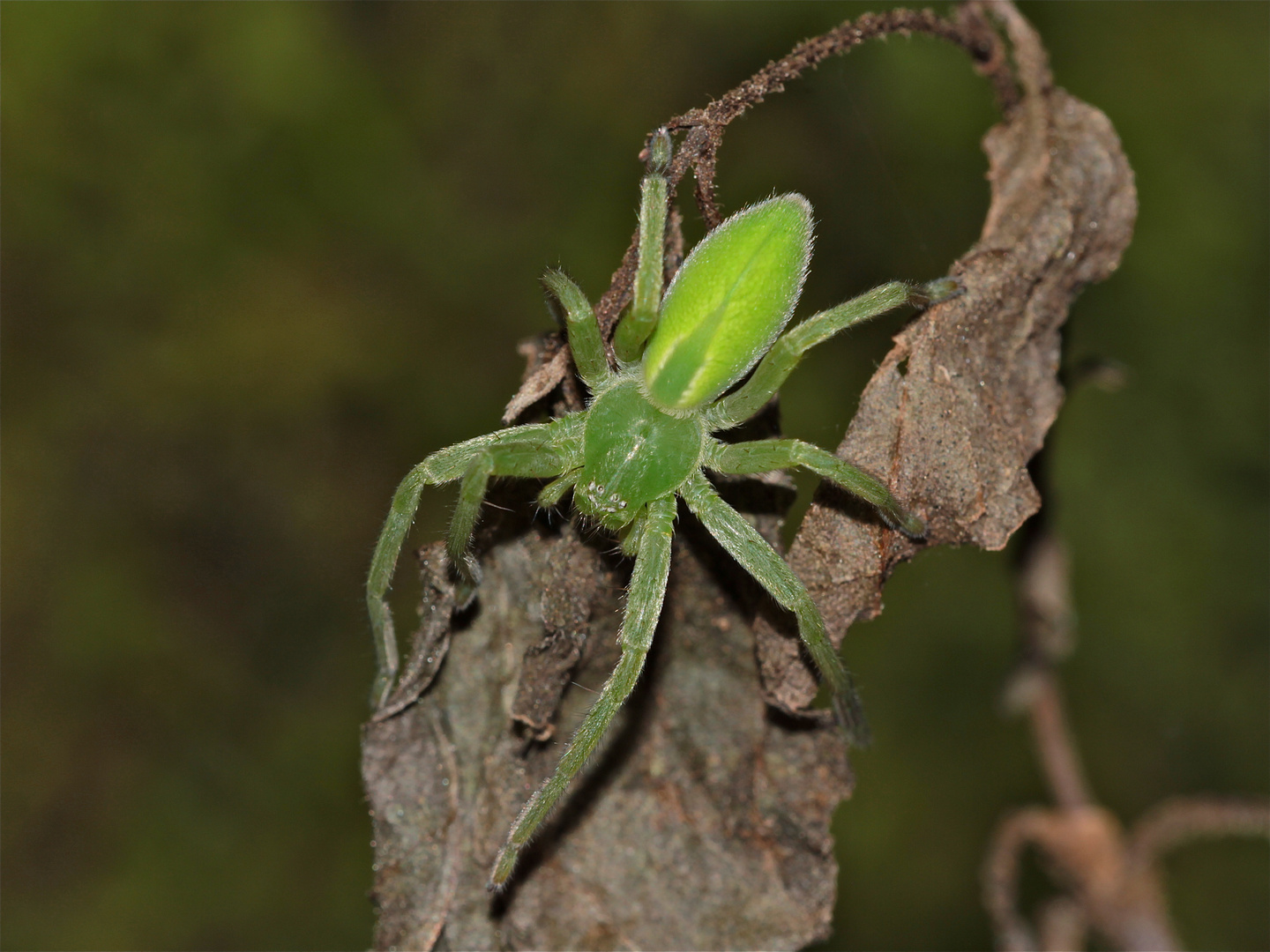 Ein Weibchen der wunderschönen Grünen Huschspinne (Micrommata virescens) von oben