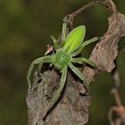 Ein Weibchen der wunderschönen Grünen Huschspinne (Micrommata virescens) von oben