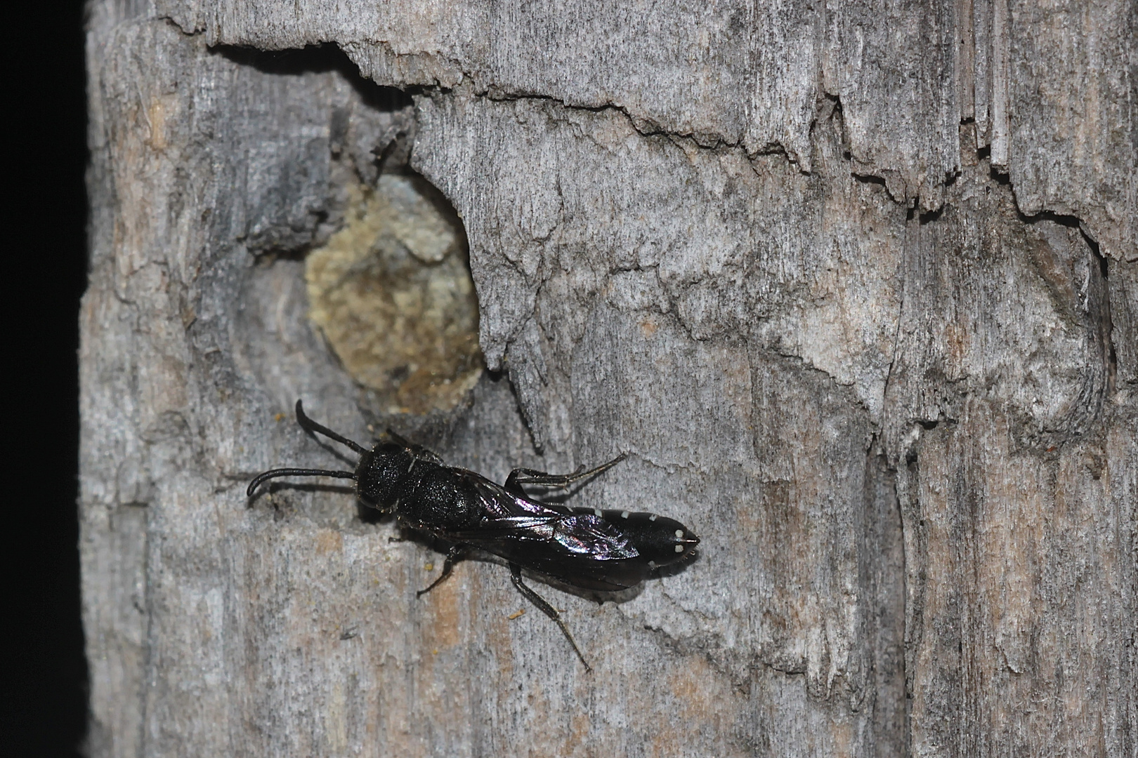 Ein Weibchen der Zehnfleckigen Keulenwespe (Sapygina decemguttata) ...