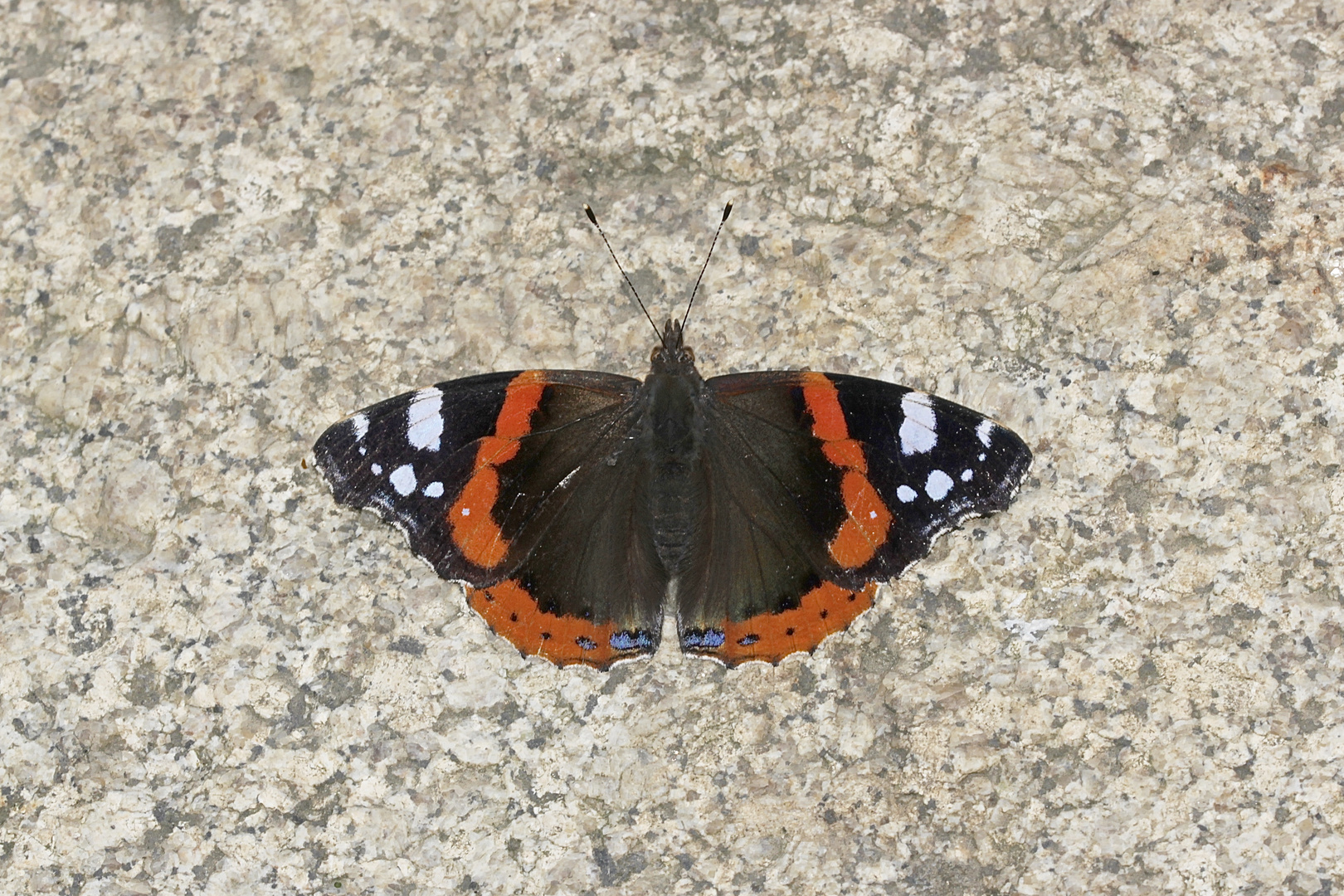 Ein Weibchen des Admirals (Vanessa Atalanta) sonnt sich auf einem Felsen