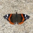 Ein Weibchen des Admirals (Vanessa Atalanta) sonnt sich auf einem Felsen