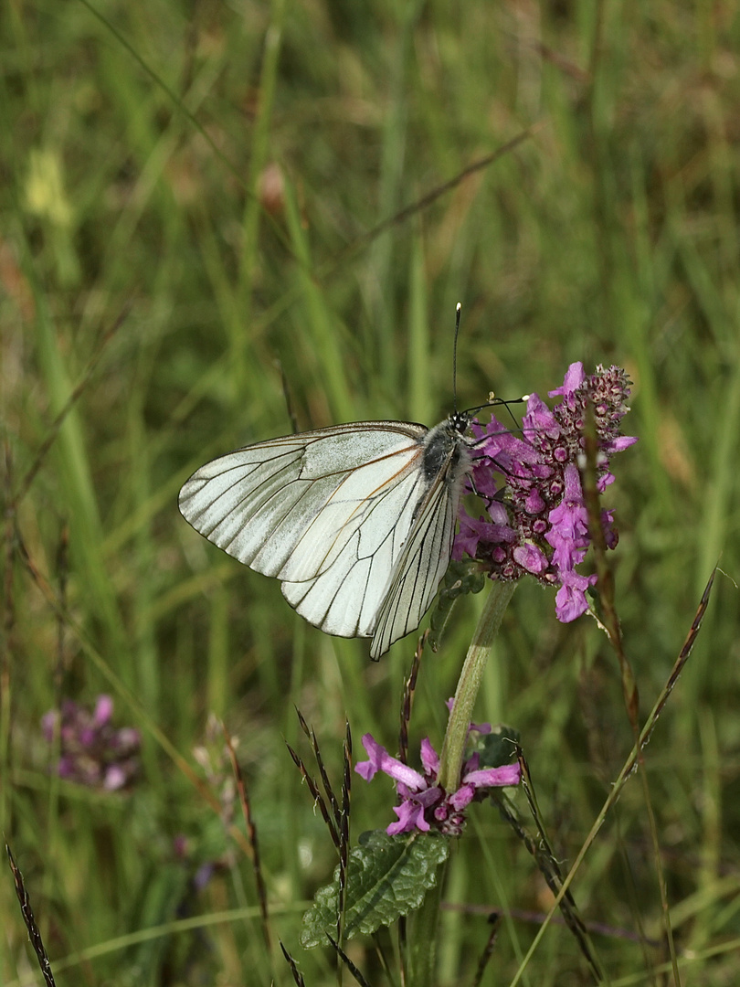 Ein Weibchen des Baumweißlings (Aporia crataegi) ...