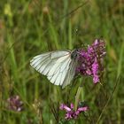 Ein Weibchen des Baumweißlings (Aporia crataegi) ...