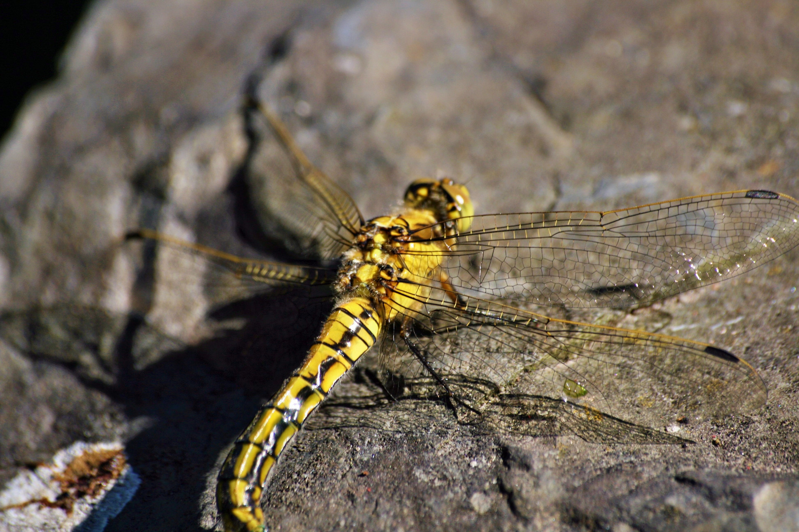 Ein Weibchen des Großen Blaupfeils (Orthetrum cancellatum)