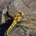 Ein Weibchen des Großen Blaupfeils (Orthetrum cancellatum)