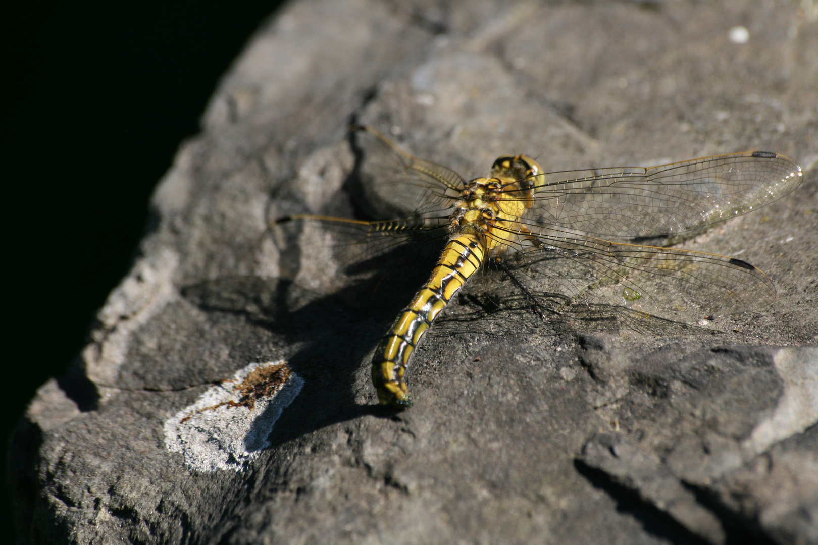 Ein Weibchen des Großen Blaupfeils (Orthetrum cancellatum) Nr.2