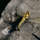 Ein Weibchen des Großen Blaupfeils (Orthetrum cancellatum) Nr.2