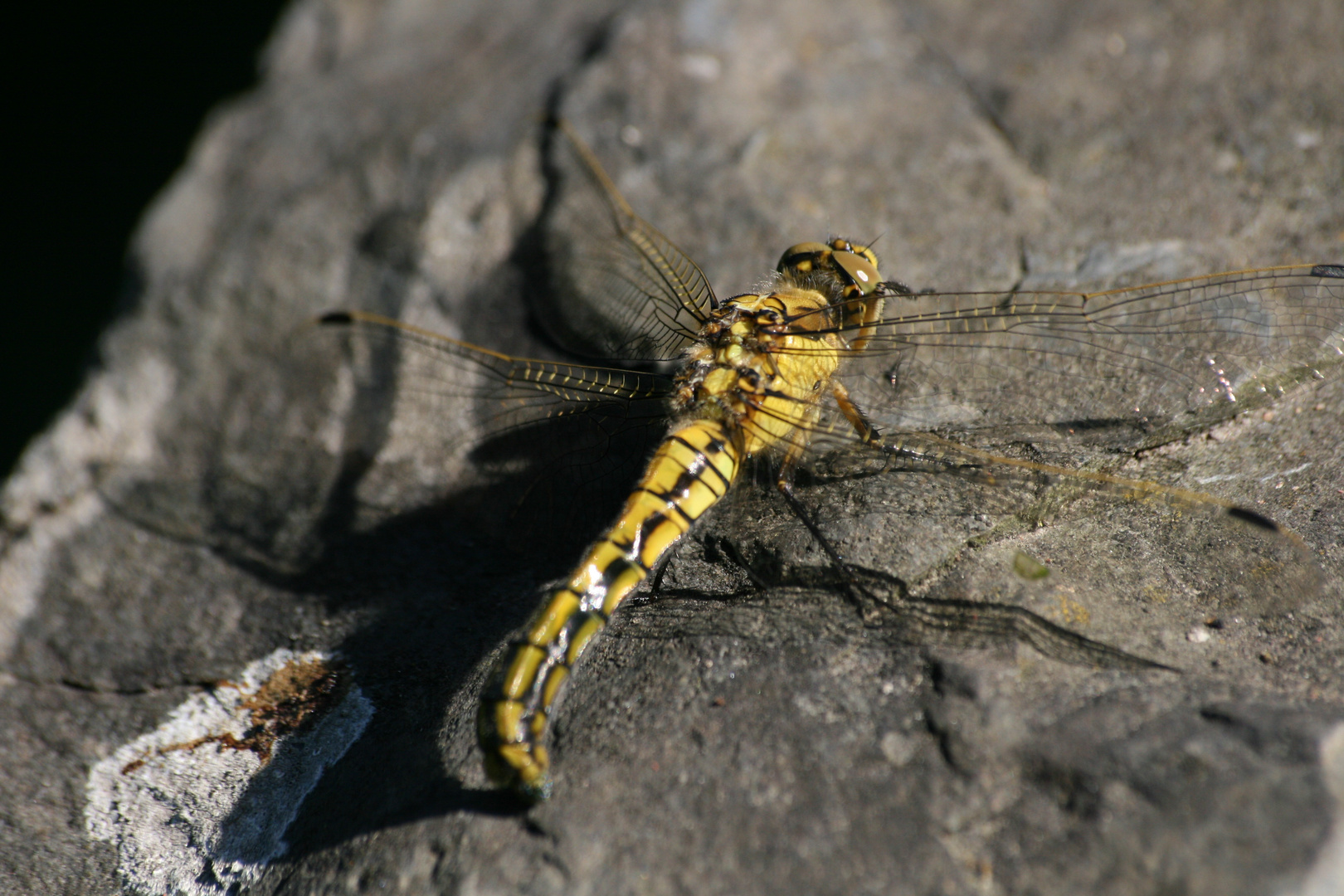 Ein Weibchen des Großen Blaupfeils (Orthetrum cancellatum) Nr.3