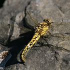 Ein Weibchen des Großen Blaupfeils (Orthetrum cancellatum) Nr.3