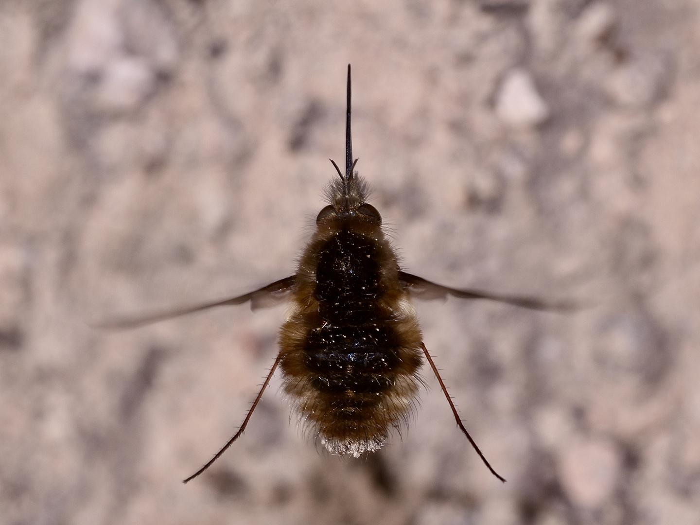 Ein Weibchen des Großen Wollschwebers (Bombylius major) im Flug von oben