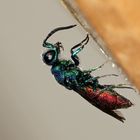 Ein Weibchen unserer häufigsten Goldwespe - CHRYSIS IGNITA (1)