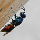 Ein Weibchen unserer häufigsten Goldwespe - CHRYSIS IGNITA (2), für Ernst!