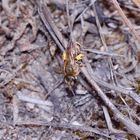 Ein Weibchen von Halictus subauratus, ...