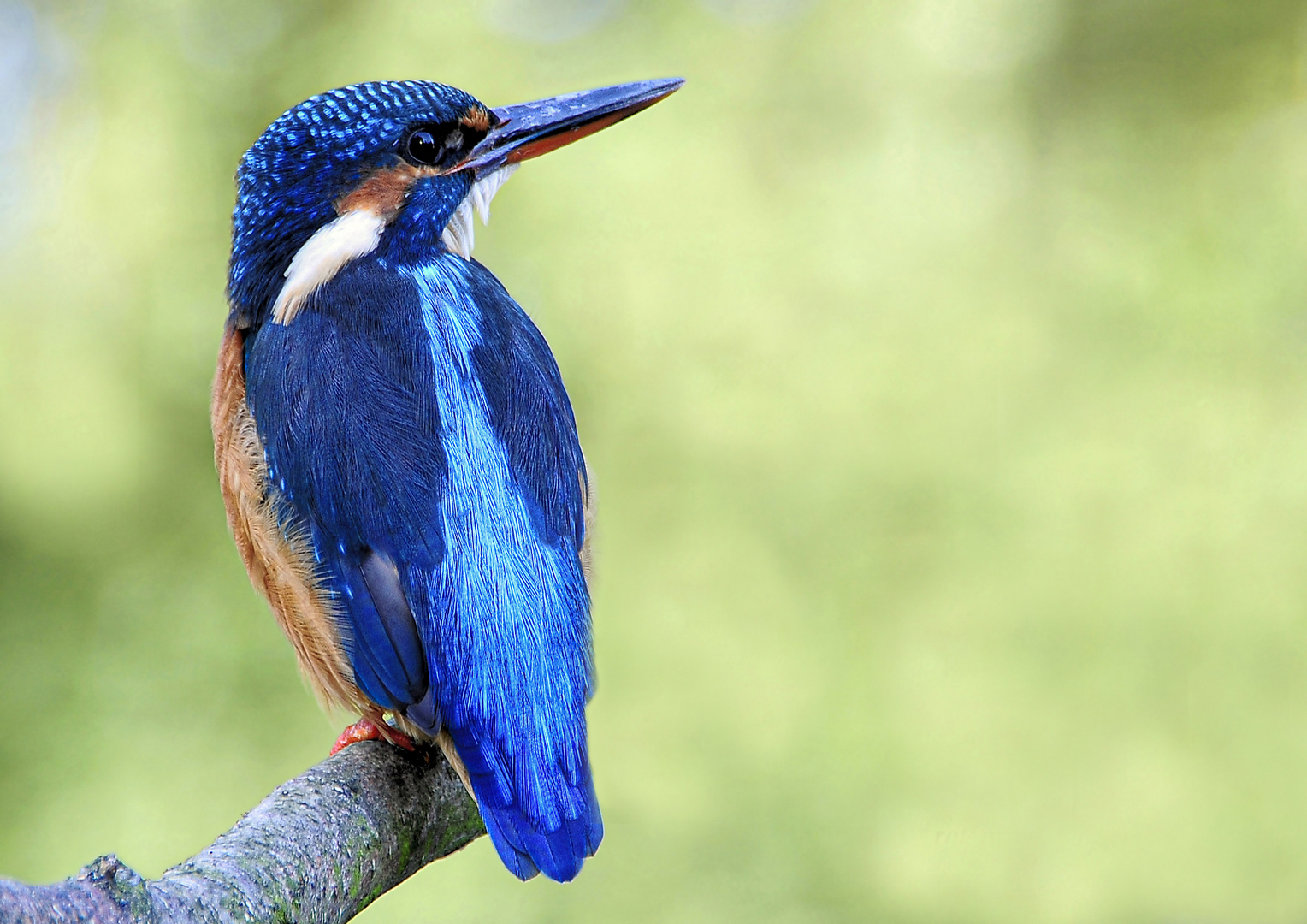 Ein weiblicher Eisvogel