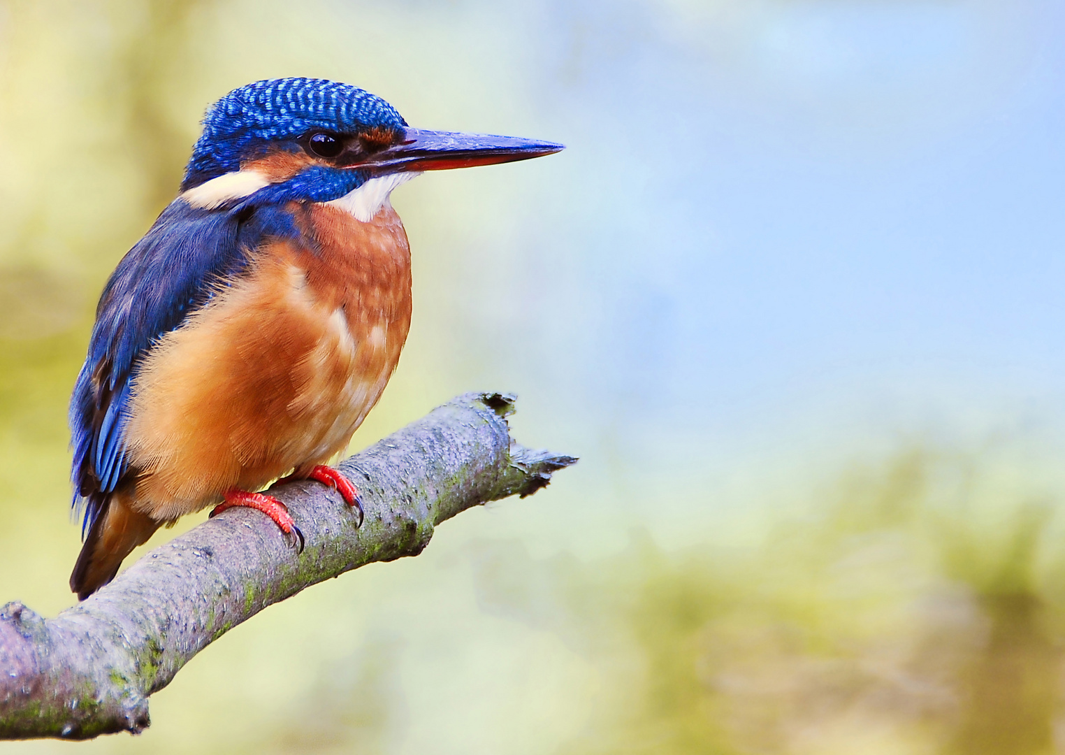 Ein weiblicher Eisvogel