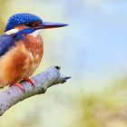 Ein weiblicher Eisvogel