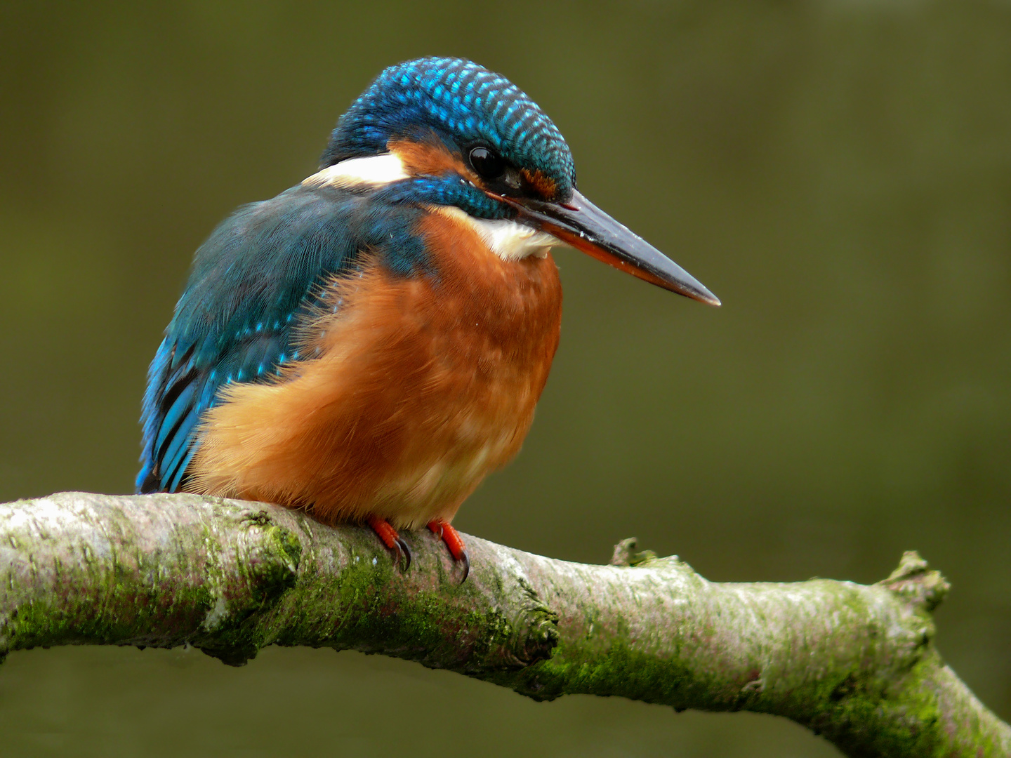 Ein weiblicher Eisvogel 