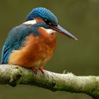 Ein weiblicher Eisvogel 