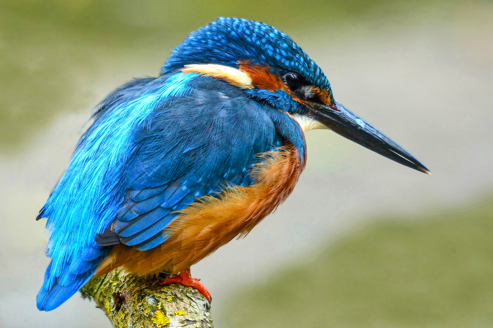 Ein weiblicher Eisvogel in Lauerstellung