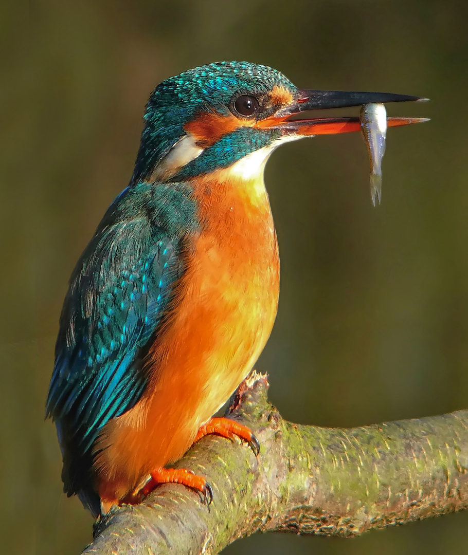 Ein weiblicher Eisvogel mit Fisch im Abendlicht