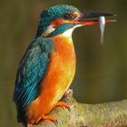 Ein weiblicher Eisvogel mit Fisch im Abendlicht