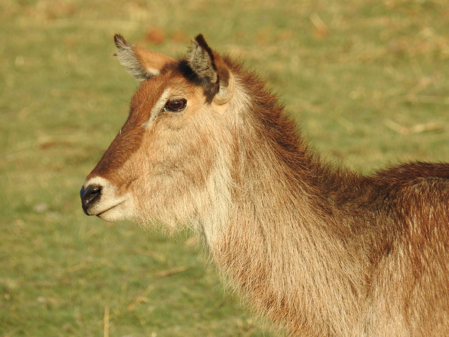 Ein weiblicher Ellipsenwasserbock am Chobe