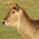 Ein weiblicher Ellipsenwasserbock am Chobe