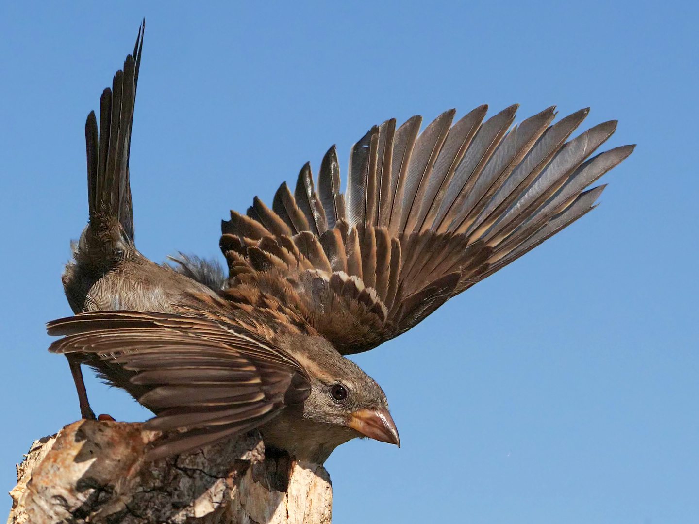 Ein weiblicher Haussperling im Verteidigungsmodus