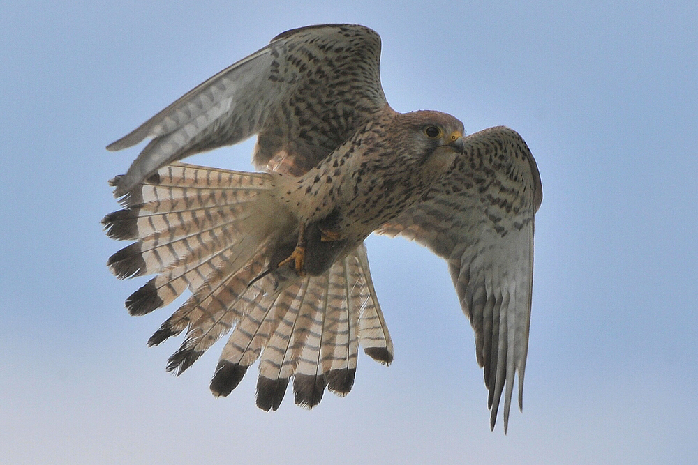 Ein weiblicher Turmfalke bringt eine Maus zum Nest, wo der hungrige Nachwuchs wartet.