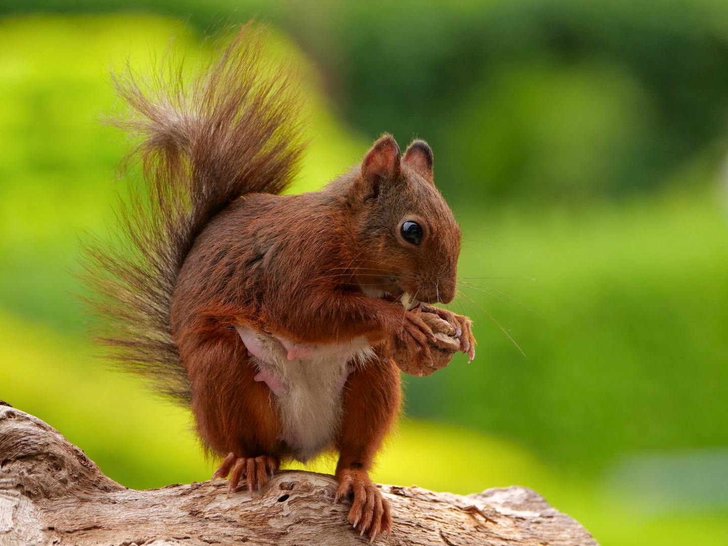 Ein weibliches Eichhörnchen bearbeitet eine Walnuss