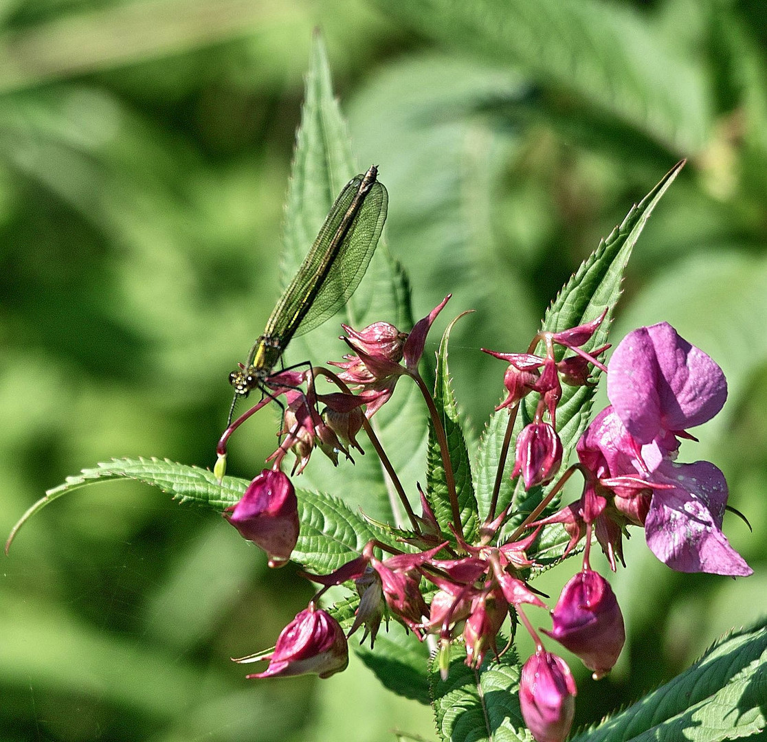 Ein weibliches Exemplar der Prachtlibelle .