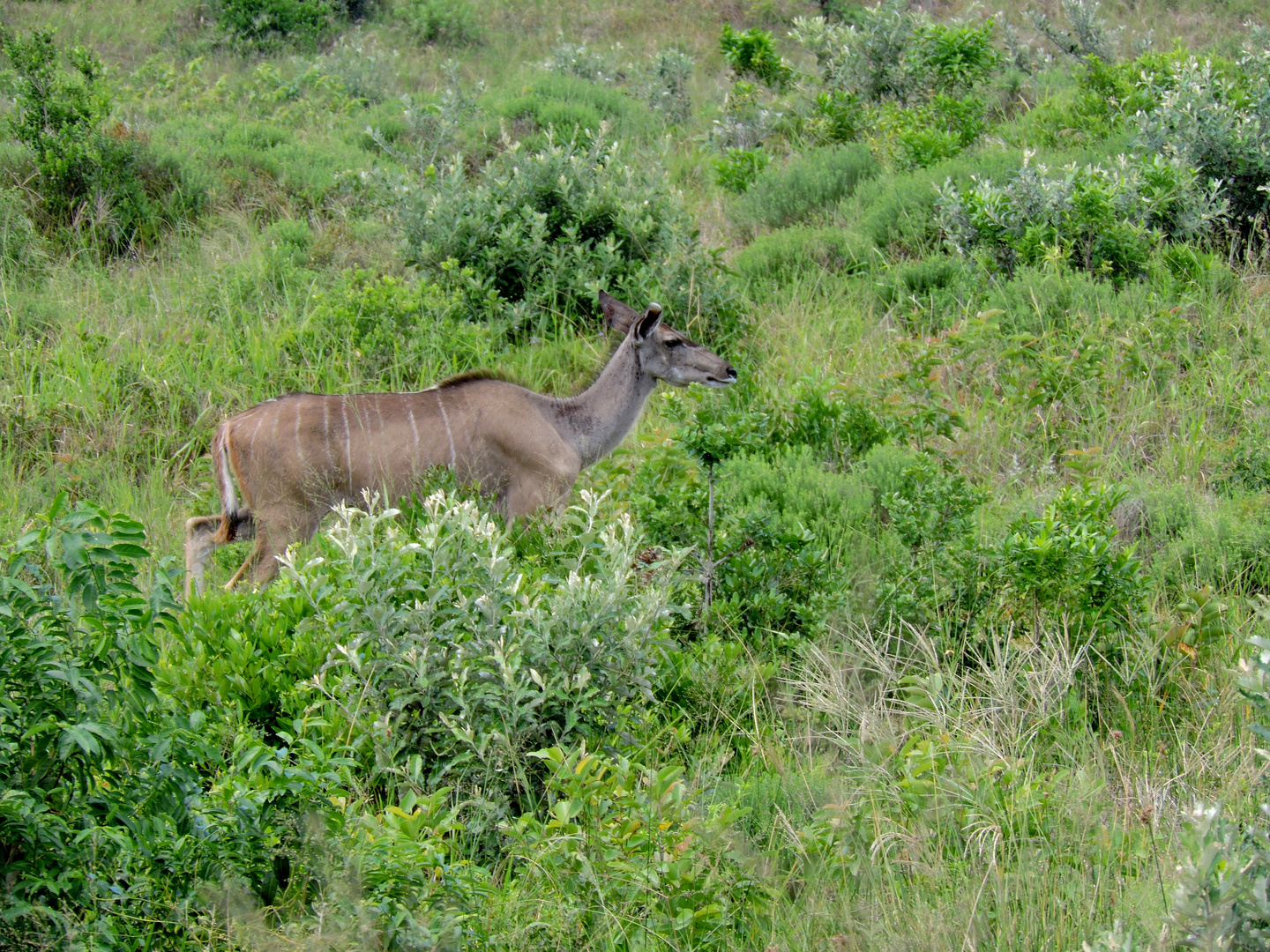 Ein weibliches Kudu wie ich erfahren habe !