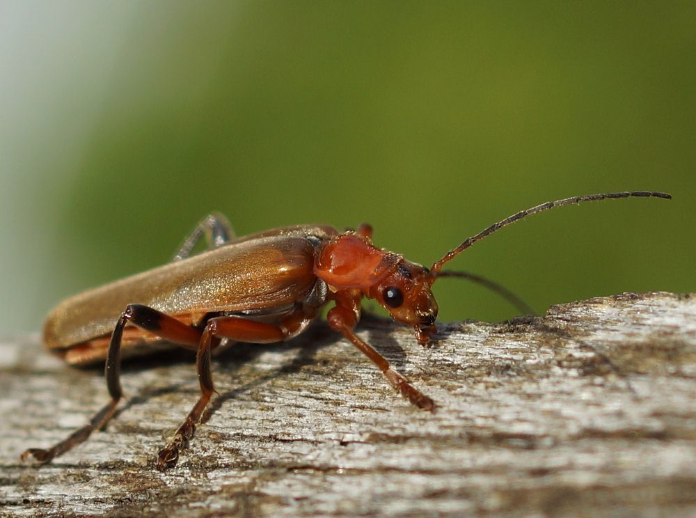 Ein Weichkäfer