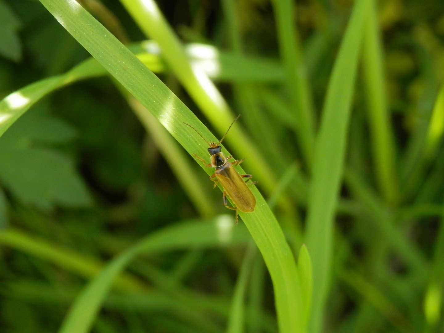 Ein Weichkäfer - Cantharis decipiens