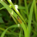 Ein Weichkäfer - Cantharis decipiens