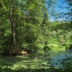 Ein Weiher im Neandertal