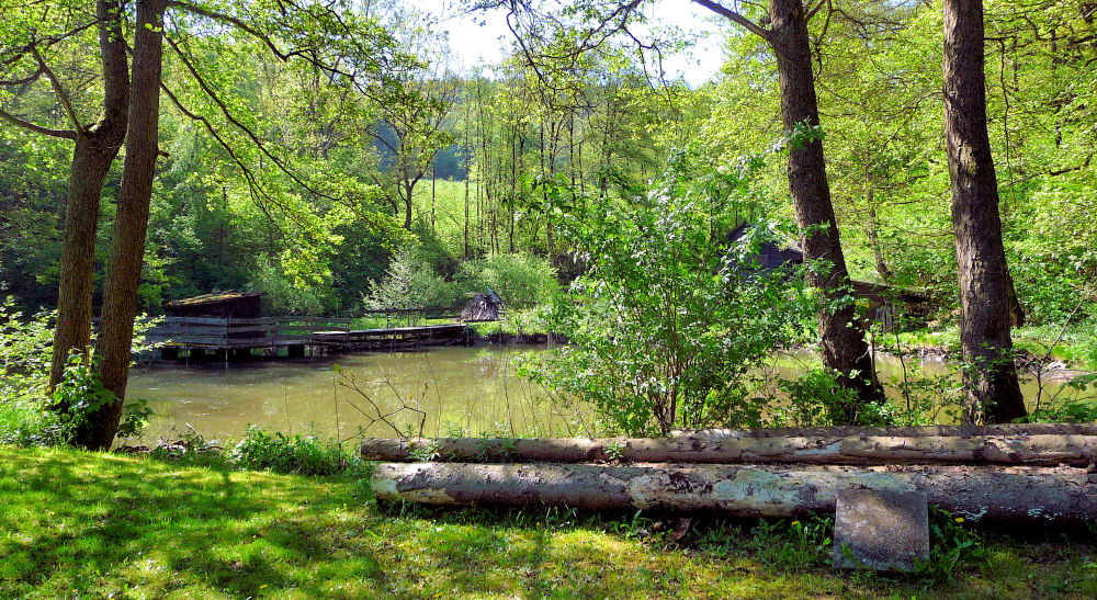 Ein Weiher im Wald