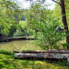 Ein Weiher im Wald